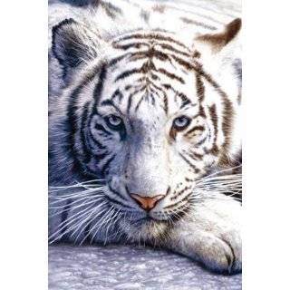  White Tiger Cubs Poster Print, 36x24: Home & Kitchen
