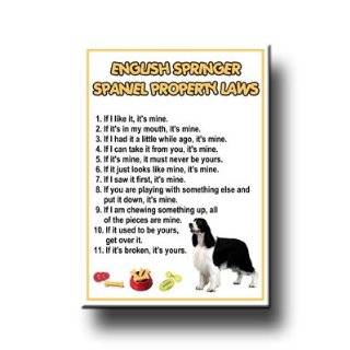  Springer Spaniel Poses Socks (White), Medium Clothing