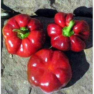  Nu Mex Big Jim Chili Pepper 4 Plants Patio, Lawn & Garden