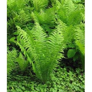   Asparagus Fern 10 Seeds   Grow Indoors or Out Patio, Lawn & Garden