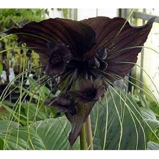 Bat Face Mexican Heather Plant   Indoors/Out   Cuphea   4 