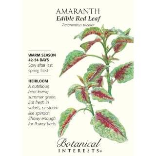  Garnet Red Amaranth Sprouting Seeds   10 grams Patio 