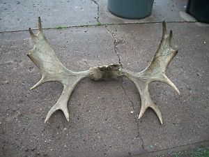31" Minnesota Moose Antlers Rack Mount Taxidermy Horns Skull Sheds Deer Cabin