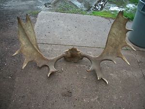 52" Minnesota Moose Antlers Rack Taxidermy Horns Skull Sheds Mount Deer Cabin