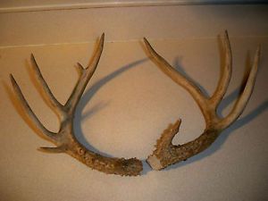 Big 9 Point Whitetail Deer Antlers Rattle Rack Horn Bone Dog Chews
