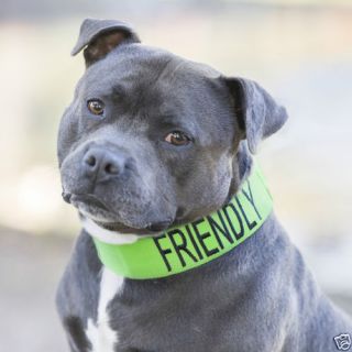 Super Strong Staffordshire Bull Terrier Dogs Non Pull Harness