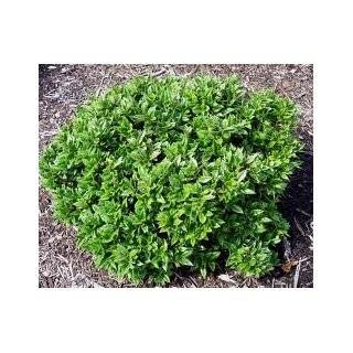 Carissa Holly Shrub Evergreen (1 to 2 Year Plants) 6 10 Spread, Very 