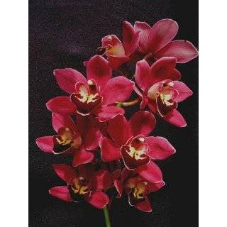Cymbidium Suzie Q orchid seedling, new hybrid, red flowers  